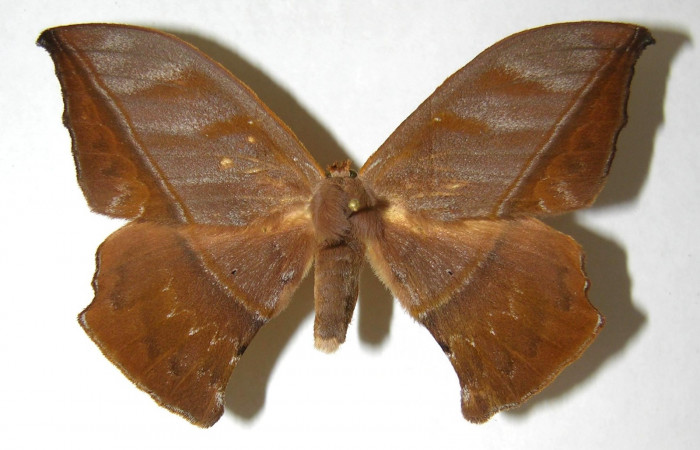 Fig.9. Adulto <i>Oxytenis vanricana</i></i> vista dorsal  Macho Voucher: 06-SRNP-34727-DHJ353474.jpg