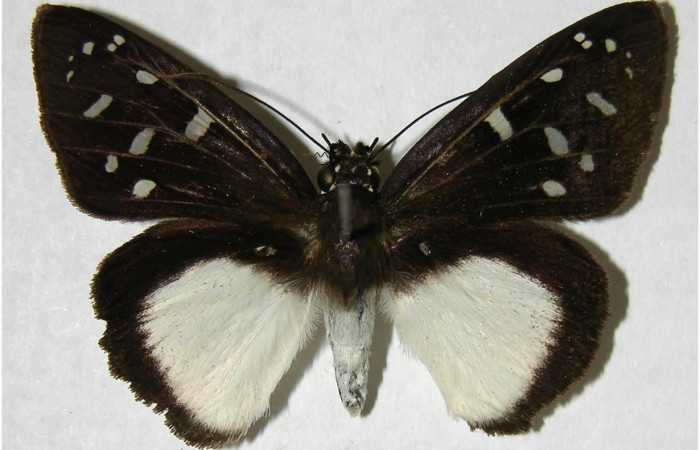 Fig.1. Adulto de <i>Hyalothyrus neleus</i></i>. Hembra 41mm  de longitud vista dorsal. Voucher : 05-SRNP-33739-DHJ374778.jpg.