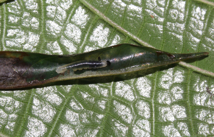 Fig.10. Larva de <i>Hyalothyrus neleus</i></i>. 11mm  de longitud vista dorsal segundo estadio. Voucher : 17-SRNP-30113-DHJ735855.jpg.