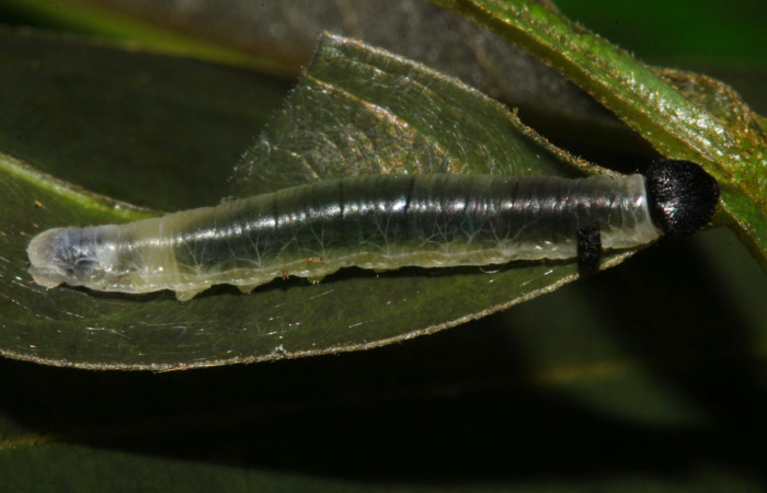 Fig.11. Larva de <i>Hyalothyrus neleus</i></i>. 13mm  de longitud vista lateral segundo estadio. Voucher : 17-SRNP-30113-DHJ735860.jpg.