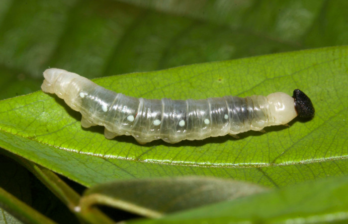 Fig.12. Larva de <i>Hyalothyrus neleus</i></i>. 24mm  de longitud vista lateral tercer estadio. Voucher : 17-SRNP-30113-DHJ735861.jpg.