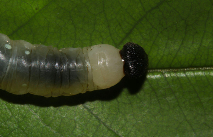 Fig.13. Larva de <i>Hyalothyrus neleus</i></i>. 24mm  de longitud vistal dorsal tercer estadio. Voucher : 17-SRNP-30113-DHJ735864.jpg.