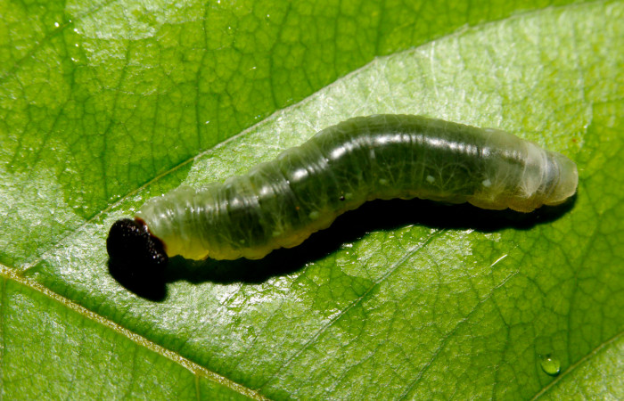 Fig.14. larva de <i>Hyalothyrus neleus</i></i>. 20mm  de longitud vista dorsal penúltimo estadio. Voucher : 15-SRNP-26309-DHJ730165.jpg.