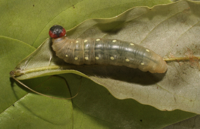Fig.15. Larva de <i>Hyalothyrus neleus</i></i>. 39mm  de longitud vista dorsal último estadio. Voucher : 15-SRNP-80382-DHJ714701.jpg.
