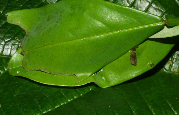 Fig.16. Casa de prepupa de <i>Hyalothyrus neleus</i></i>. Voucher : 17-SRNP-30113-DHJ735904.jpg.