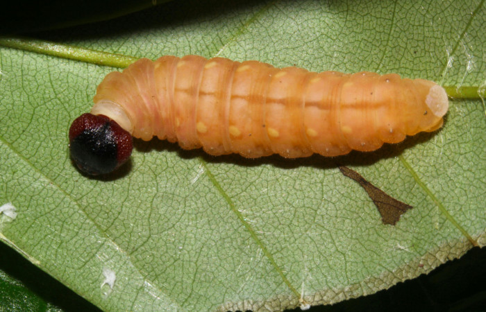 Fig.17. Prepupa de <i>Hyalothyrus neleus</i></i>. Voucher : 17-SRNP-30113-DHJ735904.jpg.