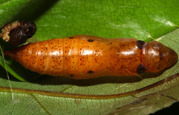 Fig.18. Pupa de <i>Hyalothyrus neleus</i></i>. Voucher : 17-SRNP-30113-DHJ735911.jpg.