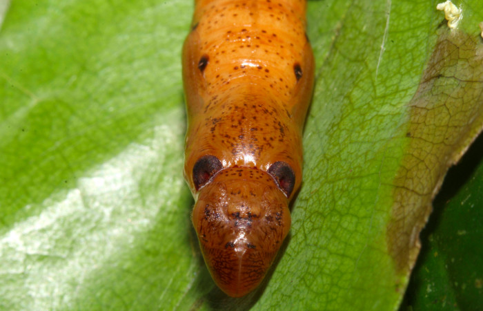 Fig.19. Pupa de <i>Hyalothyrus neleus</i></i>. Voucher : 17-SRNP-30113-DHJ735916.jpg.