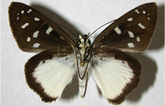 Fig.2. Adulto de <i>Hyalothyrus neleus</i></i>. Hembra 41mm  de longitud vista ventral. Voucher : 06-SRNP-33826-DHJ351479.jpg.