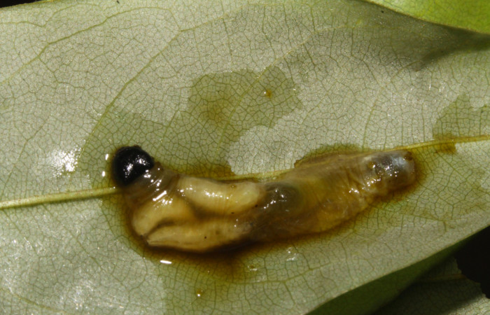 Fig.20. Larvas de parásito de (Tachinidae) <i>Hyalothyrus neleus</i></i>. Voucher : 15-SRNP-40331-DHJ724368.jpg.