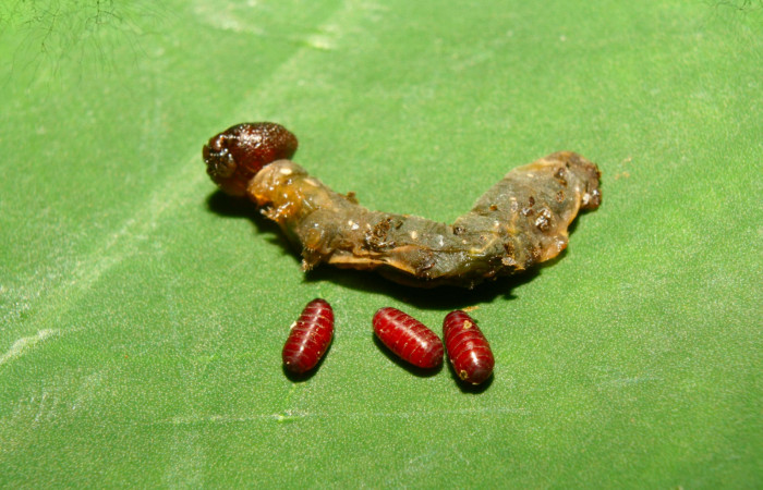 Fig.21. Puparios de parásito (Tachinidae) de <i>Hyalothyrus neleus</i></i>. Voucher : 13-SRNP-71736-DHJ703411.jpg.