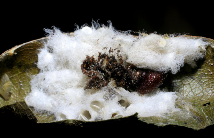 Fig.22. Capullos de parásito (Braconidae) de <i>Hyalothyrus neleus</i></i>. Voucher : 05-SRNP-34723-DHJ415520.jpg.