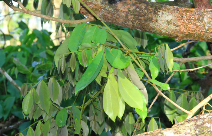 Fig.23. Brotes de <i>Swartzia nicaraguensis</i></i> (Fabaceae) planta hospedera de <i>Hyalothyrus neleus</i></i>.
