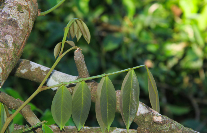 Fig.24. Brotes de <i>Swartzia nicaraguensis</i></i> (Fabaceae) planta hospedera de <i>Hyalothyrus neleus</i></i>.