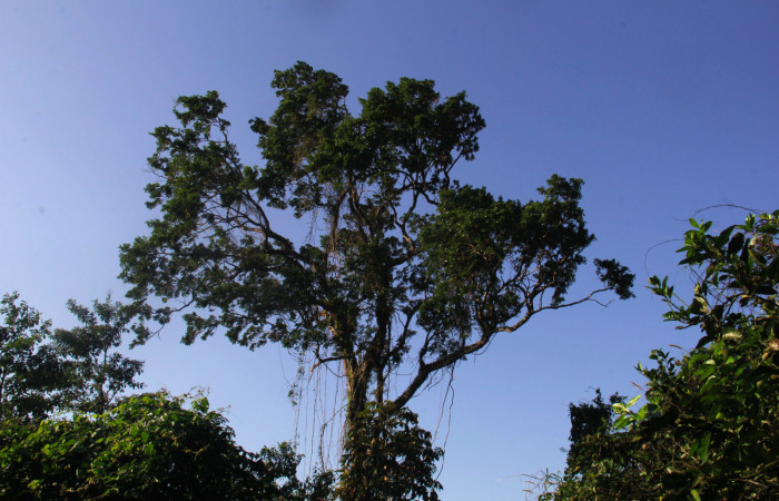 Fig.25. Arbol  de <i>Swartzia nicaraguensis</i></i> (Fabaceae) planta hospedera de <i>Hyalothyrus neleus</i></i>.