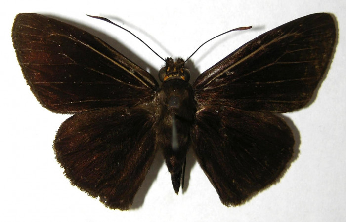 Fig.3. Adulto de <i>Hyalothyrus neleus</i></i>. Macho 41mm  de longitud vista dorsal. Voucher : 03-SRNP-10401-DHJ352324.jpg.