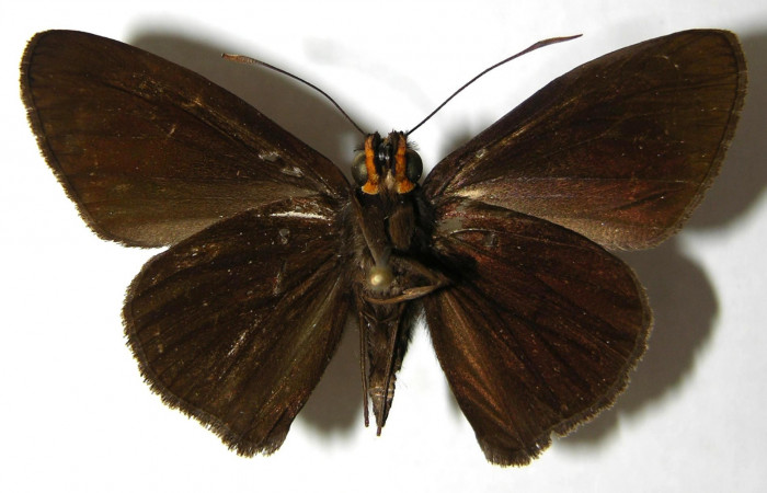 Fig.4. Adulto de <i>Hyalothyrus neleus</i></i>. Macho 41mm  de longitud vista ventral. Voucher : 03-SRNP-10401-DHJ352325.jpg.