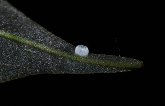 Fig.5. Huevo de <i>Hyalothyrus neleus</i></i>. Voucher : 17-SRNP-30113-DHJ735854.jpg.