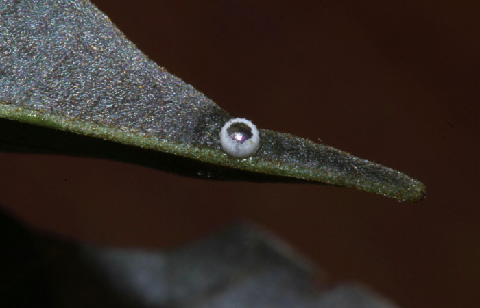 Fig.6. Huevo de <i>Hyalothyrus neleus</i></i>. Voucher : 17-SRNP-30113-DHJ735853.jpg.