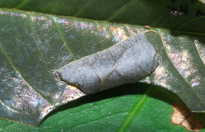 Fig.7. Casa de <i>Hyalothyrus neleus</i></i>. 9mm  de longitud primer estadio. Voucher : 17-SRNP-30113-DHJ735850.jpg.
