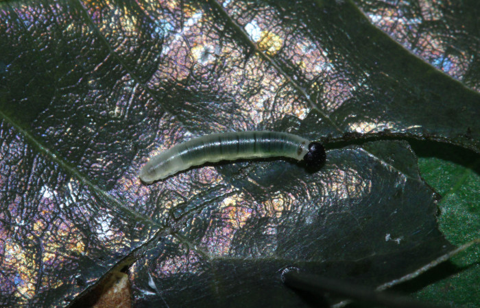 Fig.8. Larva de <i>Hyalothyrus neleus</i></i>. 5mm  de longitud primer estadio. Voucher : 17-SRNP-30113-DHJ735849.jpg.