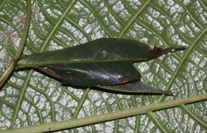 Fig.9. Casa de <i>Hyalothyrus neleus</i></i>. 21mm  de longitud segundo estadio. Voucher : 17-SRNP-30113-DHJ735858.jpg.