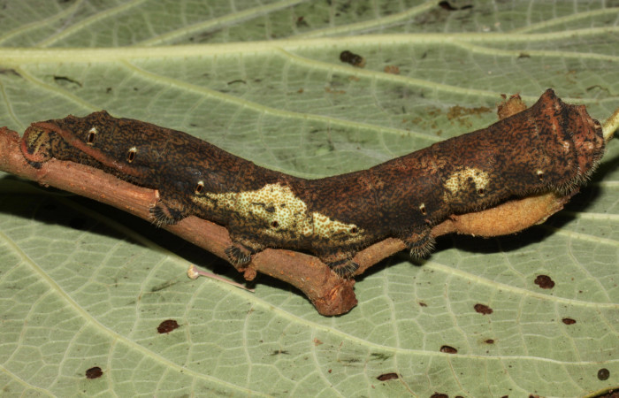 Fig. 10 Vista lateral del último estadio de <i>Arsenura drucei</i></i> (Saturniidae). Sobre <i>Theobroma angustifolium</i></i> (Malvaceae). (12-SRNP-31214-DHJ485733). 02 de Octubre 2002. Sendero Mismo Sector Pitilla.