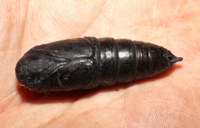 Fig. 11 Pupa de <i>Arsenura drucei</i></i> (Saturniidae). (10-SRNP-35727-DHJ498223).