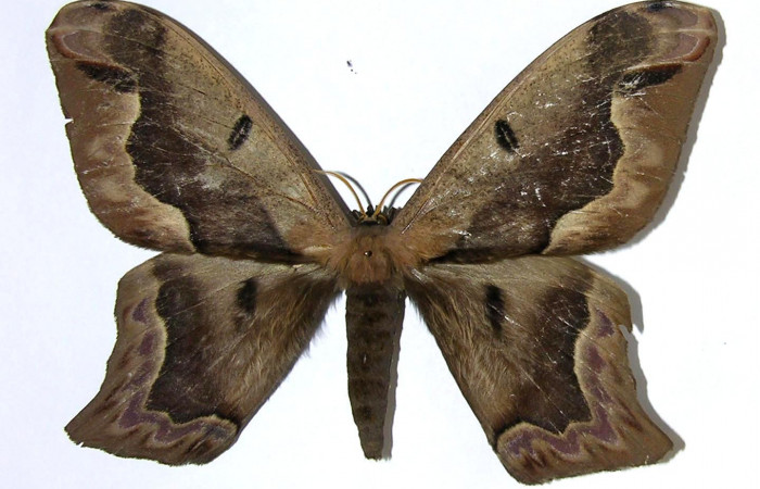 Fig. 1 Vista dorsal del macho <i>Arsenura sylla</i></i> (Saturniidae). Expansión alar 155 mm. (05-SRNP-17456-DHJ326918).