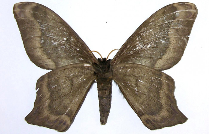 Fig. 2 Vista ventral del macho <i>Arsenura sylla</i></i> (Saturniidae). Expansión alar 155 mm. (05-SRNP-17456-DHJ326919).