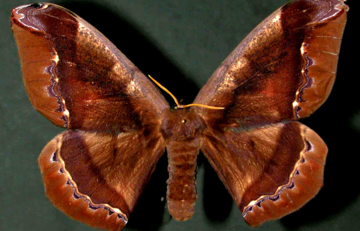 Fig. 6 Vista dorsal de la hembra de <i>Arsenura drucei</i></i> (Saturniidae). Expansión alar 147mm.  (98-SRNP-3318-DHJ31040).