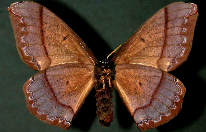 Fig. 7 Vista ventral de la hembra de <i>Arsenura drucei</i></i> (Saturniidae). Expansión alar 147mm. (98-SRNP-3318-DHJ31041).