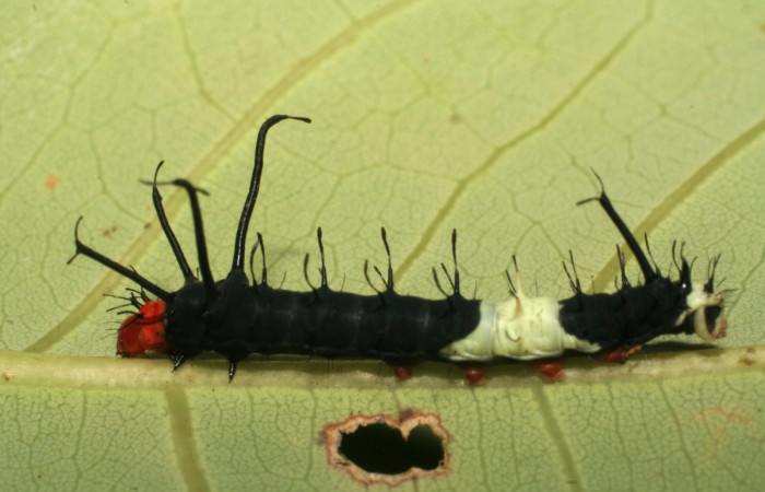 Fig. 8 Vista lateral del segundo estadio de <i>Arsenura drucei</i></i> (Saturniidae). Sobre <i>Pachira aquatica</i></i> (Malvaceae). (07-SRNP-45767-DHJ428426) 19 de Agosto 2007. Roca Verde Sector Cacaco.