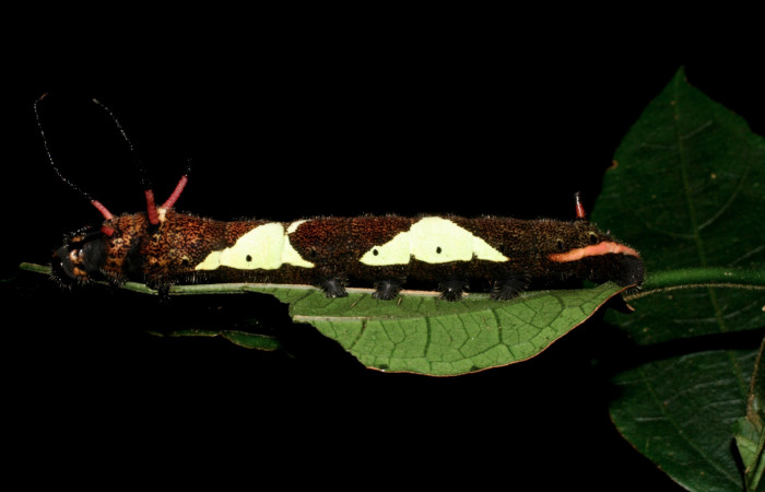 Fig. 9 Vista lateral del penúltimo estadio de <i>Arsenura drucei</i></i> (Saturniidae). Sobre <i>Pachira aquatica</i></i> (Malvaceae). (06-SRNP-35811-DHJ416737) 14 de Agosto 2006. Sendero Derrumbe Sector Cacaco.