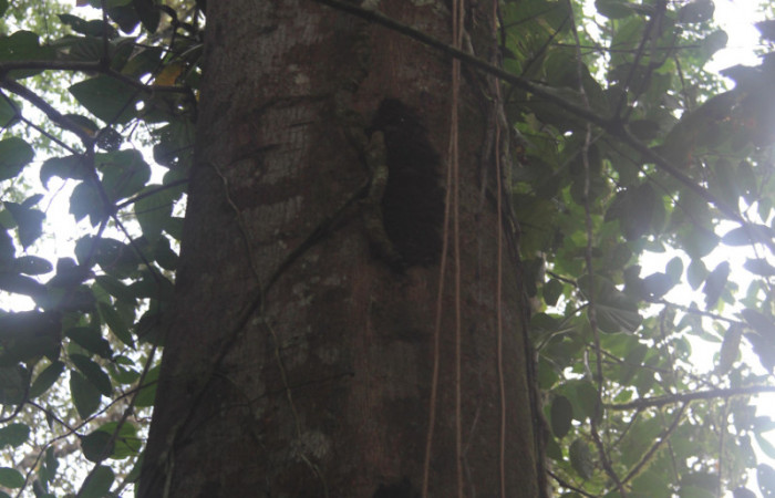 Fig.1. Grupo de larvas en corteza de <i>Virola koschny</i></i> (Myristicaceae), <i>Hylesia</i></i> Janzen22. Voucher: 14-SRNP-71344-DHJ723519.jpg.