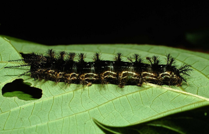 Fig.10.Larva de <i>Hylesia rubrifrons</i></i>. Voucher: 01-SRNP-4857-DHJ62879