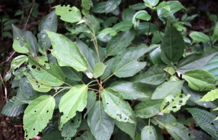 Fig.12. Planta hospedera de <i>Hylesia rubrifrons</i></i>. <i>Hampea appendiculata</i></i> (Malvaceae).