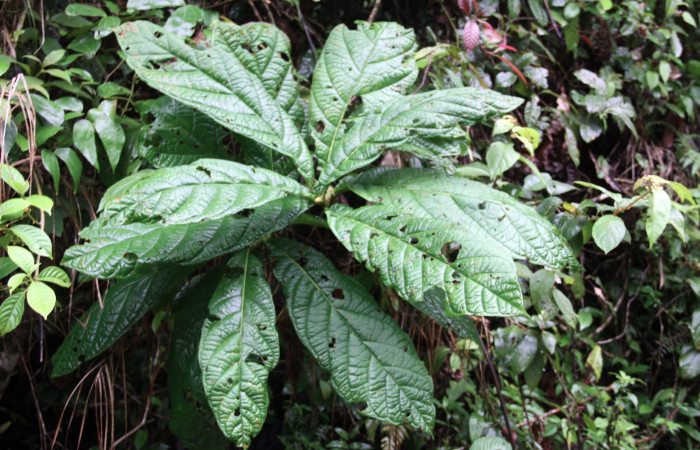 Fig.13. Planta hospedera de <i>Hylesia rubrifrons</i></i>. <i>Coccoloba tuerckeimii</i></i>. (Polygonaceae)