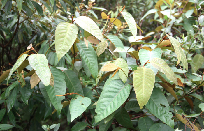 Fig.14. Planta hospedera de <i>Hylesia rubrifrons</i></i>. <i>Vismia baccifera</i></i> (Hypericaceae)