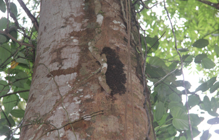 Fig.2. Grupo de larvas en corteza de <i>Virola koschny</i></i> (Myristicaceae), <i>Hylesia</i></i> Janzen22. Voucher: 14-SRNP-71344-DHJ723518.jpg