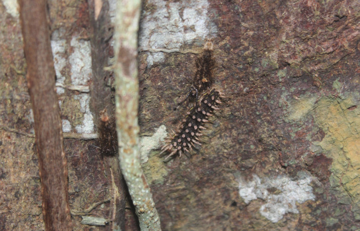 Fig.3. Larva de <i>Hylesia</i></i> Janzen22. Voucher: 14-SRNP-71344-DHJ723521.jpg