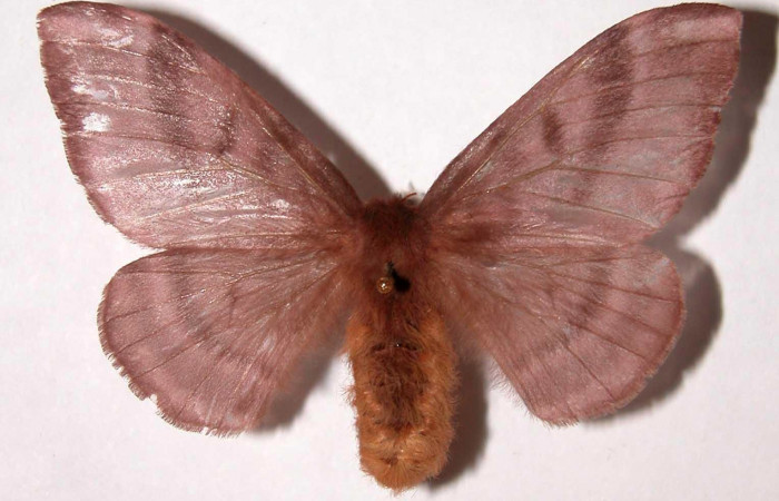 Fig.4. Hembra de <i>Hylesia rubrifrons</i></i>, en posición dorsal. Voucher: 01-SRNP-22938-DHJ39524 