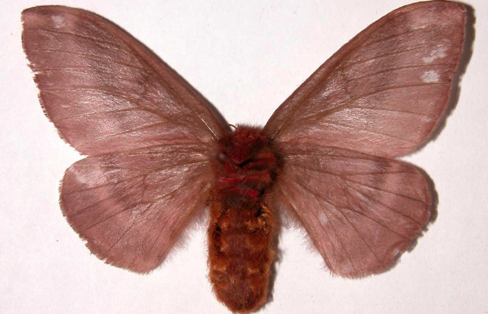 Fig.5. Hembra de <i>Hylesia rubrifrons</i></i>, en posición ventral. Voucher: 01-SRNP-22938-DHJ39525 