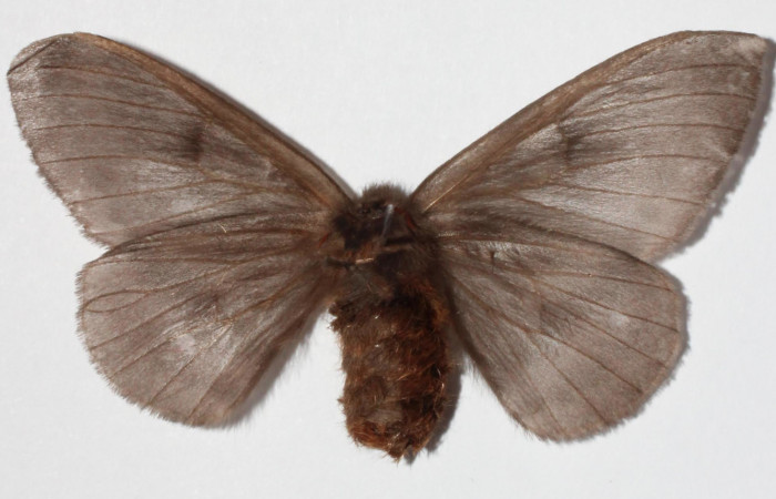 Fig.7. Hembra de <i>Hylesia</i></i> Janzen22, en posición ventral. Voucher: 14-SRNP-71363-DHJ900729 