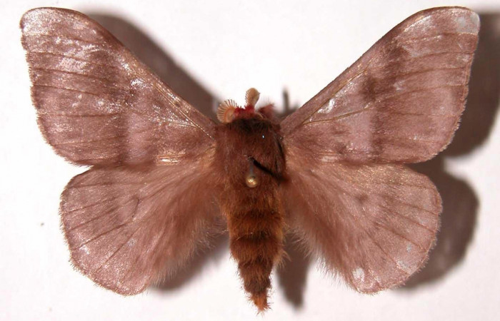 Fig.8. Macho de <i>Hylesia rubrifrons</i></i>, en posición dorsal. Voucher: 99-SRNP-5321-DHJ39514