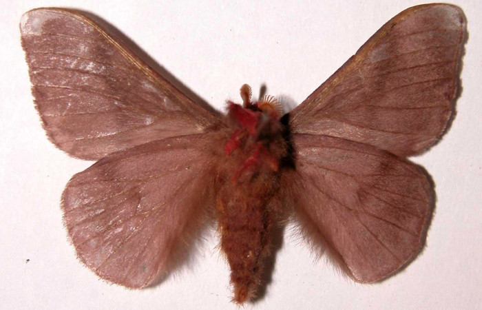 Fig.9. Macho de <i>Hylesia rubrifrons</i></i>, en posición ventral. Voucher: 99-SRNP-5321-DHJ39514