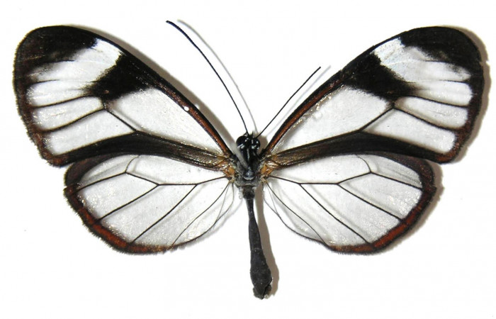 Fig.1. Adulto de <i>Hypoleria rhene</i></i>. Hembra 50mm  de longitud vista ventral. Voucher : 05-SRNP-30435-DHJ307546.jpg.