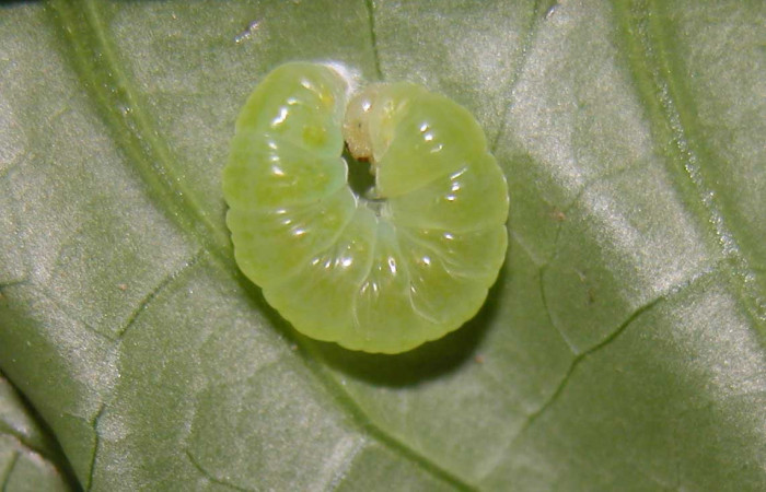 Fig.10. Prepupa de <i>Hypoleria rhene</i></i>. 10mm de longitud. Voucher : 04-SRNP-56302-DHJ400257.jpg.