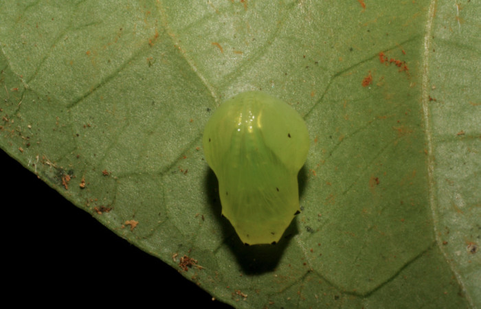 Fig.11. Pupa de <i>Hypoleria rhene</i></i>. 10mm de longitud. Voucher : 05-SRNP-34370-DHJ405853.jpg.