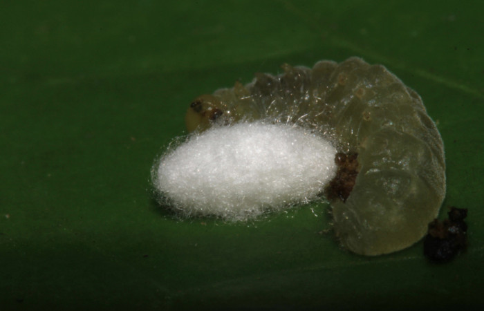 Fig.14. Capullo de parásito de la familia (Braconidae), en <i>Hypoleria rhene</i></i>. Voucher : 14-SRNP-31832-DHJ721530.jpg